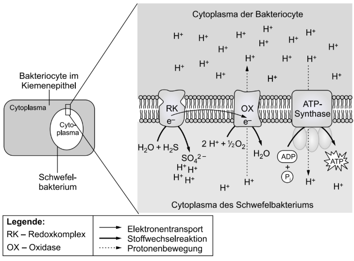 Schema eines Schwefelbakteriums mit Elektronentransport, Protonenbewegung und ATP-Synthese an der Membran.